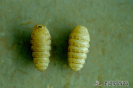 4.2.006 Larvas en tercer estadio de Hypoderma spp. obtenidas de los nódulos en la piel de la región dorsal_1