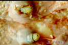 4.2.008 Larvas de Hypodema spp. en el tejido conjuntivo subcutáneo_1