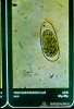 4.3.002 Huevecillo de Trichostrongylus axei visto al microscopio_1
