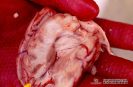 3.1.018 Encéfalo con incisión longitudinal en uno de sus hemisferios en el que se muestra el hasta de ammon_1