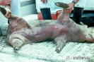 3.1.026 Inspección ante- morten de un cerdo en estado agónico de una enfermedad septicémica y seleccionado para necropsia y diagnostico de laboratorio_1