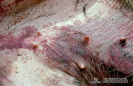 3.1.027 Acercamiento del caso anterior del cerdo en estado septicémico (observar las áreas de cianosis cutánea)_1