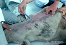 3.1.028 Recolección de muestra de sangre del porcino en estado septicémico para estudios hematológicos previamente al protocolo de necropsia_1