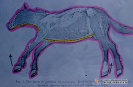  3.1.021 Posición para la necropsia de un equino. La línea punteada de color amarillo indica la incisión de la piel y las flechas la rotación de las piernas_1