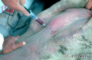  3.1.029 Obtención de muestra para estudio hematológico de un caso clínico de enfermedad septicémica en porcinos_1