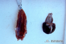 1.3.022	Hemorragia extendida en la superficie interna de la pared costal de una ave y proventrículo y molleja hemorrágicos_1