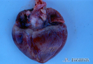 1.3.036	Equimosis y sufusiones en la región ventricular del miocardio_1