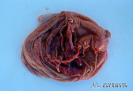 1.3.051	Hemorragia en sufusión extendida en la mayor parte de la superficie de la mucosa gástrica de un porcino_1