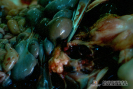 1.3.055	Nódulos linfáticos mesentéricos con hemorragia capsular y en el extremo inferior izquierdo se observan sufusiones en la pared serosa del intestino_1