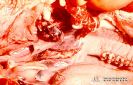 1.3.057	Petequias en las tonsilas faríngeas y nódulo linfático hemorrágico_1