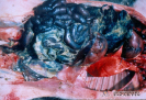 1.1.012 Enteritis hemorrágica de todo el tracto intestinal y exudado fibrinoso en un porcino_1