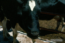 1.1.019 Flegmón cefálico en una vaca con acumulo subcutáneo de pus en toda la región cefálica dando el aspecto de una cabeza muy tosca_1