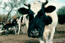 1.1.035 Flegmón cefálico en una vaca del medio rural con excesivo acumulo de pus_1