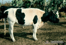1.1.036	Flegmón cefálico de una vaca del medio rural que contrasta con la aparente normalidad del resto del cuerpo_1