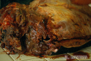 1.1.046	Cabeza de vaca con flegmón cefálico que a la necropsia muestra exudado purulento hemorrágico con presencia de tejido necrótico con olor sui generis_1