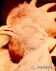 1.1.068	Inflamación de cresta y barbillas y conjuntivitis severa en donde los parpados están cerrados por el exudado y que se aprecian en las aves con enfermedades respiratorias_1