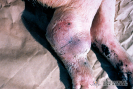 1.1.070	Artritis con abscesos en maduración y próximos a fistulizar en un porcino_1