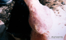 1.1.083	Artritis crónica en un cerdo_1