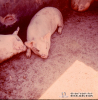 1.1.094 Rinitis atrófica de un cerdo en engorda_1