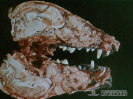 1.2.012 Osteosarcoma del maxilar (perro)_1
