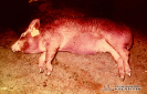 1.4.006 Cianosis cutánea en la región abdominal y extremidades torácicas y pélvicas de un cerdo agonizante por enfermedad septicémica_1