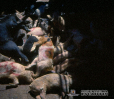 1.4.029	Muerte elevada de porcinos en explotación porcina a causa de un brote epizoótico_1