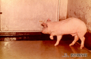  1.4.009 Caso de ganso en un cerdo con alteraciones de incoordinación locomotriz_1