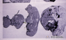 2.11.031 Smedi porcino (observar de izquierda a derecha 4 fetos momificados y un mortinato_1