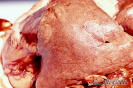 2.6.001 Antracosis pulmonar en perro (observar en la parte superior izquierda de la imagen una area de enfisema que sobresale del tejido aparentemente normal circundante)_1
