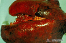 2.6.007 Neumonía hemorrágica y cianosis (ovino)_1