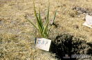   2.6.055 Planta tóxica “cebolleta” in situ (suelo semiárido)_1