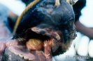 2.1.016 Estomatitis vesicular bovina (por desprenderse resto de epitelio blanquecino de una vesícula que dejo ulcerado el rodete dentario y otra vesícula que tuvo como secuela una extensa área de necrosis de color amarillo en la superficie dorsal de la lengua_1