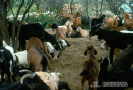 2.1.034 Ectima contagioso (vista panorámica de un rebaño de cabras con las lesiones características en los labios)_1