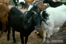 2.1.039 Ectima contagioso (dos cabras con estomatitis y desprendimiento epitelio)_1