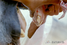  2.1.008 Trastorno del haba (tejido hiperplasico en la parte posterior y ventral de los incisivos del maxilar superior)_1