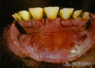  2.1.021 Ulcera del labio inferior, gingivitis y periodontitis (bovino)_1