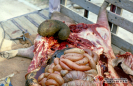2.2.005 Pilobezoar en el estomago de un semental porcino que desarrollo septicemia y muerte_1