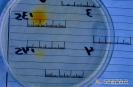 2.2.017 Diagnostico por método de dig-elisa_1