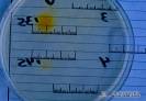 2.2.033 Seroreaccion positiva de dos sueros (Con mayor intensidad el de la parte superior) a gasterofilos equina por la técnica de dig-elisa_1