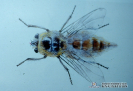  2.2.016 Mosca adulta del genero gasterophylus spp_1