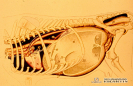 2.2.005 Localización anatómica del rumen y retículo de bovino (vista lateral del costado izquierdo)_1