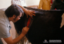 2.2.022 Rumenetomia exploratoria en una vaca para extraer los objetos punzocortantes causantes potenciales de reticulitis traumática_1