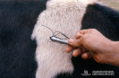 2.2.023 Imán con los que se atraparon los alambres causa potencial de reticulitis traumática en una vaca, mediante la técnica de rumenectomia exploratoria_1
