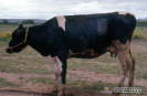 2.2.025 Vaca en post operatorio de la rumenectomia exploratoria con pronóstico favorable_1