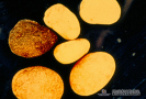 2.2.027 Cuerpos extraños en el rumen (variedad de piedras)_1