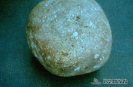  2.2.030 Cuerpos extraños en el rumen (piedra de tamaño considerable_1