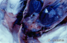 2.4.028 Perihepatitis fibrinosa en un caso de aflatoxicosis aviar_1