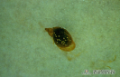 2.4.030 Caracol acuático del genero lymnaea spp. Hospedador intermediario de la fasciola hepática_1