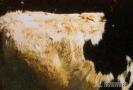  2.4.019 Fotosensibilización por disfunción hepática (Observar la necrosis en las áreas dorsales des pigmentadas de la piel en una vaca)_1