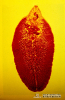  2.4.032 Parasito en estado adulto del trematodo fasciola hepática_1